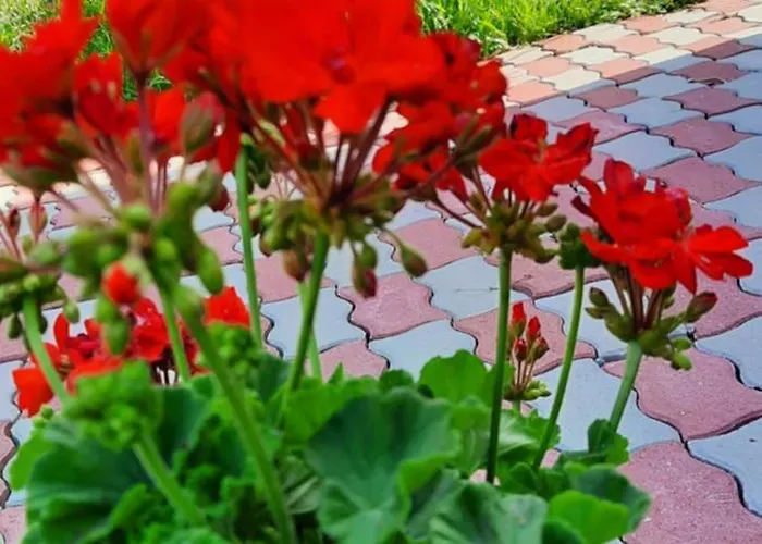 Apartment Cozy House With Garden And Freeparking Budapest