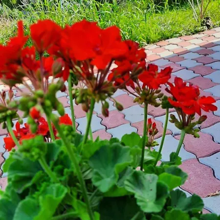 דירה Cozy House With Garden And Freeparking בודפשט